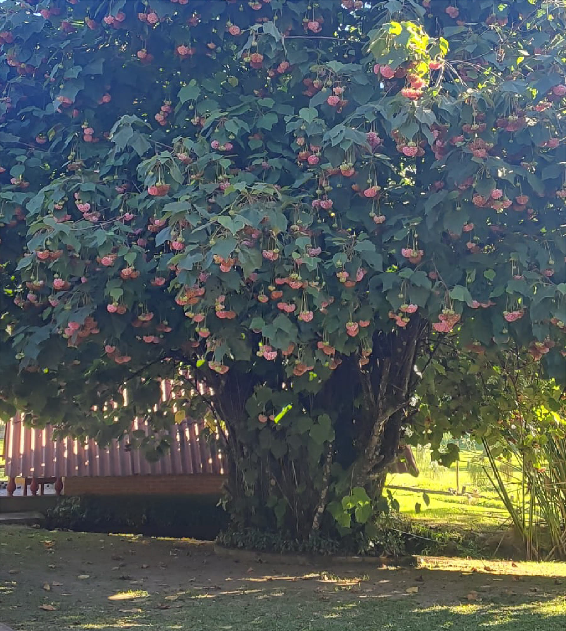 Natureza no Ashram Vrajabhumi