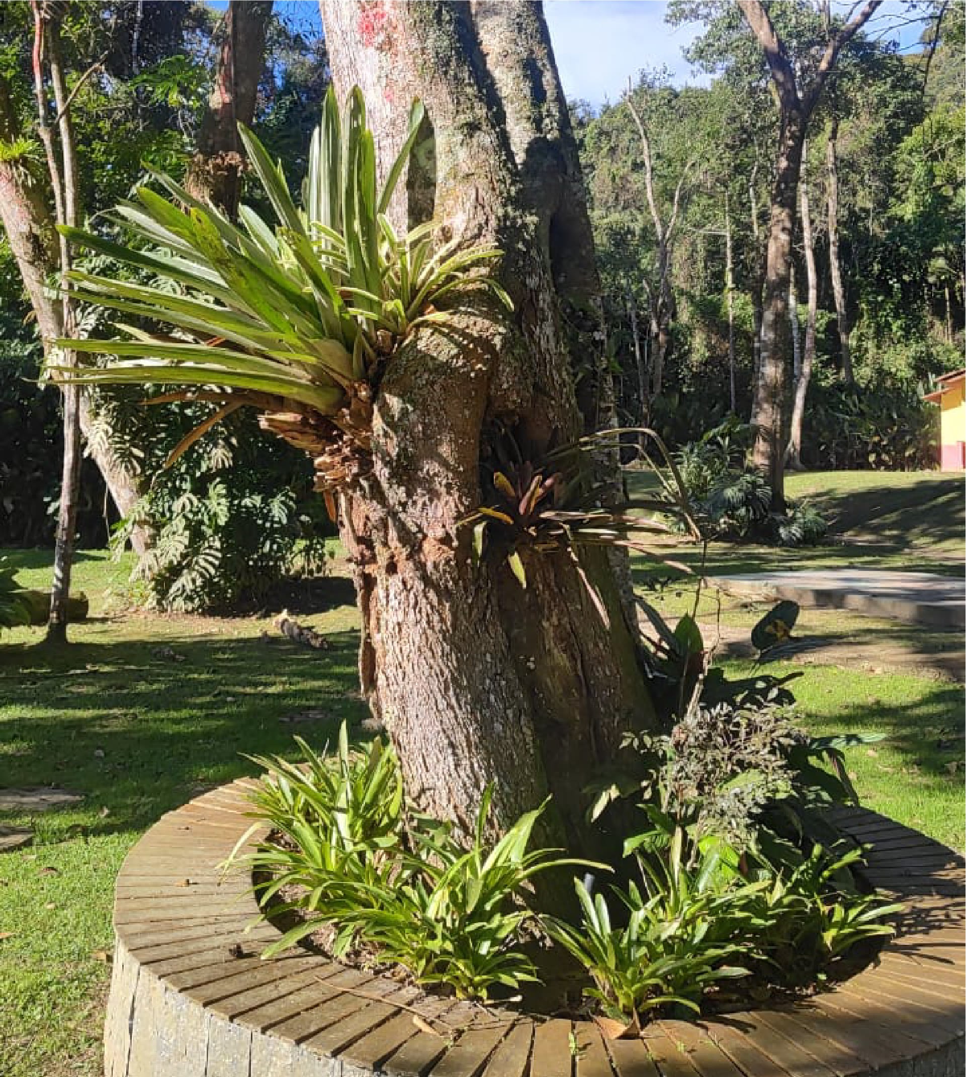 Natureza no Ashram Vrajabhumi